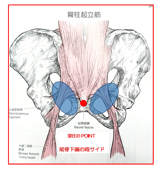 腰痛と股関節痛改善ポイント | 松本深圧院グループ